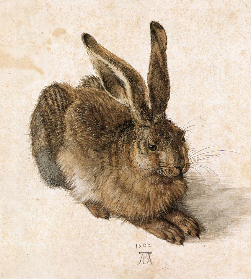 Durer - Hare